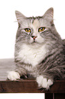 Siberian Cat