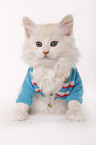 sitting Siberian Cat