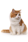 sitting Siberian Cat