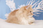 Siberian Cat