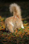 Siberian Cat