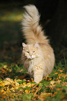 Siberian Cat