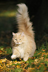 Siberian Cat