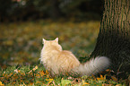 Siberian Cat