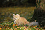 Siberian Cat