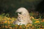 Siberian Cat