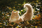 Siberian Cat