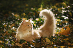 Siberian Cat