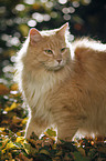 Siberian Cat