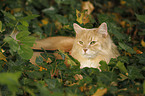 Siberian Cat