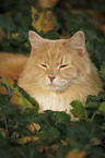 Siberian Cat