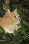 Siberian Cat