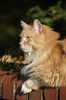 Siberian Cat