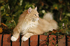 Siberian Cat