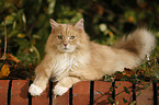 Siberian Cat