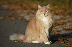 Siberian Cat