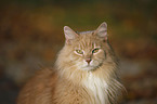 Siberian Cat