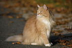 Siberian Cat