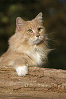 Siberian Cat