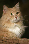 Siberian Cat