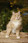 Siberian Cat