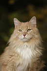 Siberian Cat