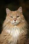 Siberian Cat