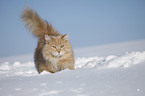 Siberian Cat in snow