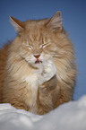 Siberian Cat in snow