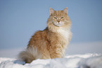 Siberian Cat in snow