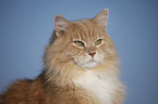 Siberian Cat in snow