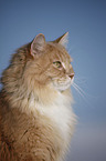 Siberian Cat in snow