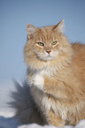 Siberian Cat in snow