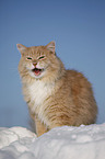 Siberian Cat in snow