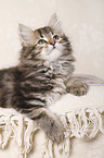 Siberian kitten