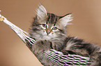 Siberian kitten