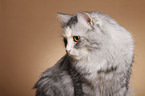 Siberian Cat