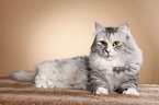 Siberian Cat