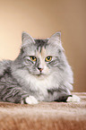 Siberian Cat