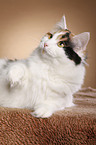 Siberian Cat