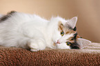 Siberian Cat