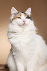 Siberian Cat