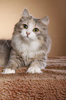 Siberian Cat