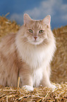 Siberian Cat in straw