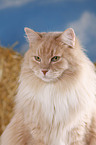 Siberian Cat in straw