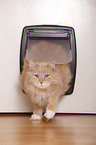 Siberian forestcat at catflap