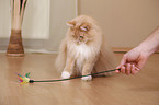 sitting Siberian forestcat