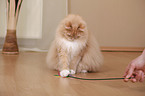 playing Siberian forestcat