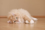 lying Siberian forestcat