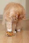 Siberian forestcat with treats